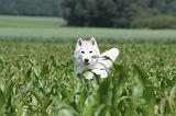SIBERIAN HUSKY 144